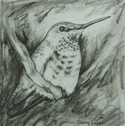 Little Hummer (graphite drawing)